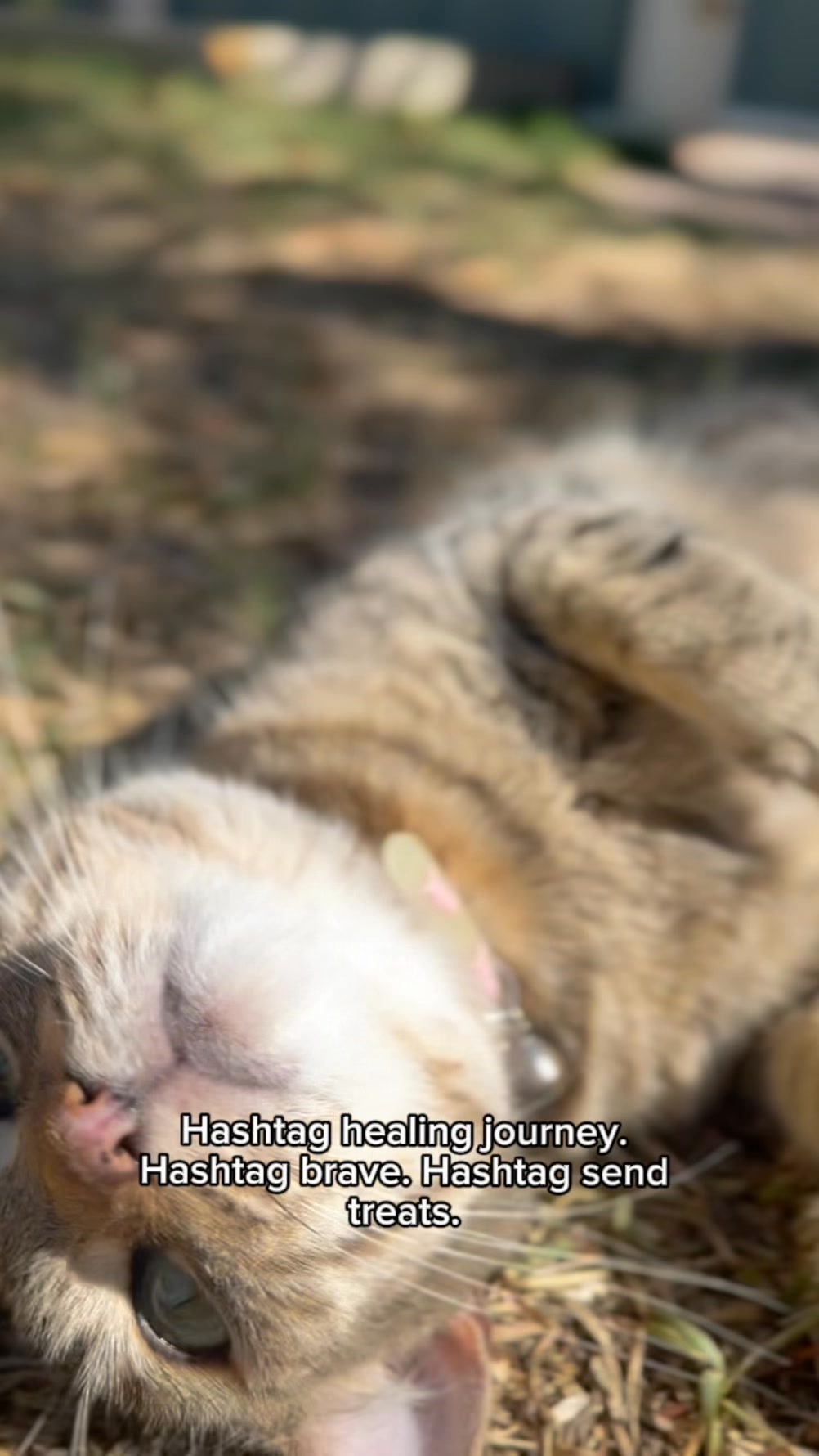 PTSD in cats 😿 #cat #catdrama #CatTherapy #SnackPTSD # ...