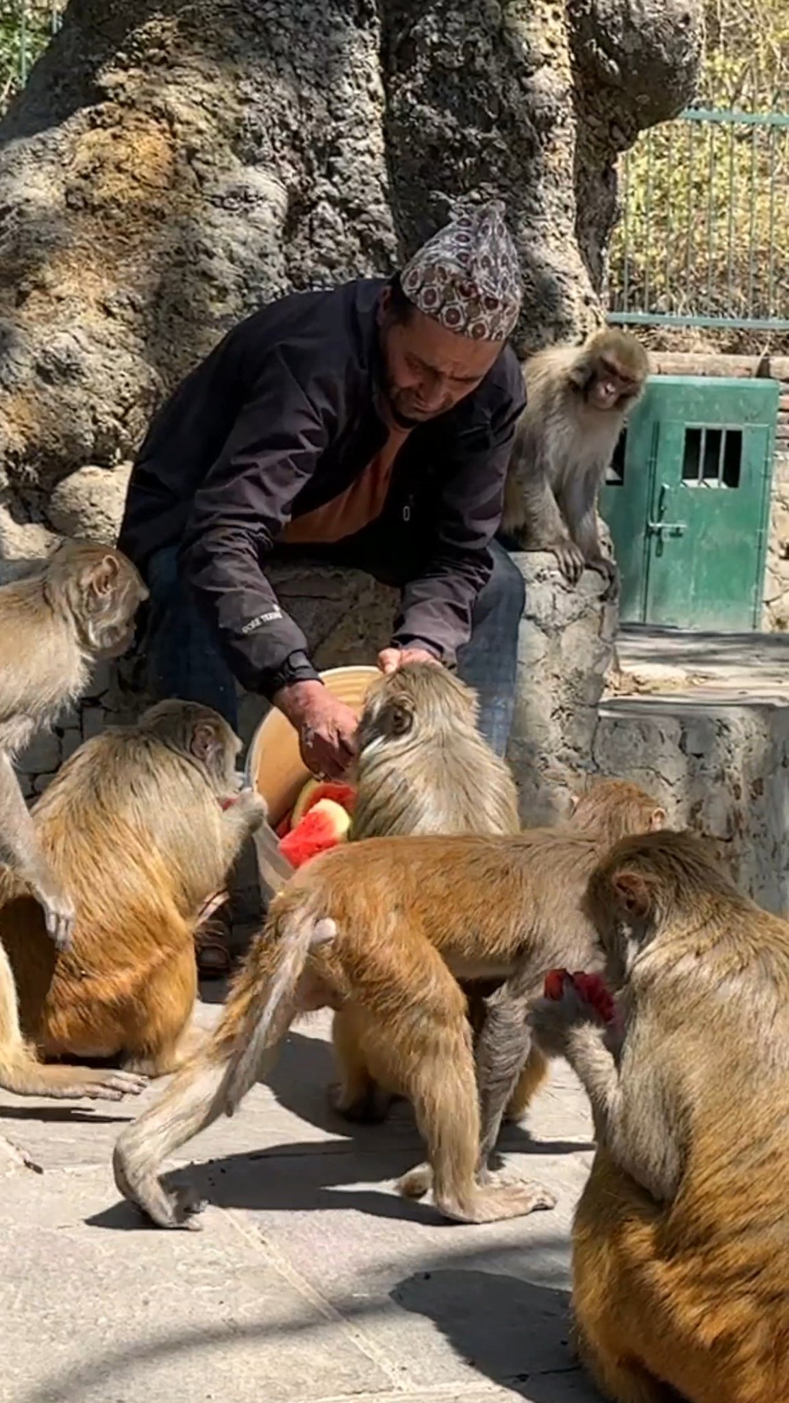 A man cares for monkeys like his own babies, nurturing them with love ...