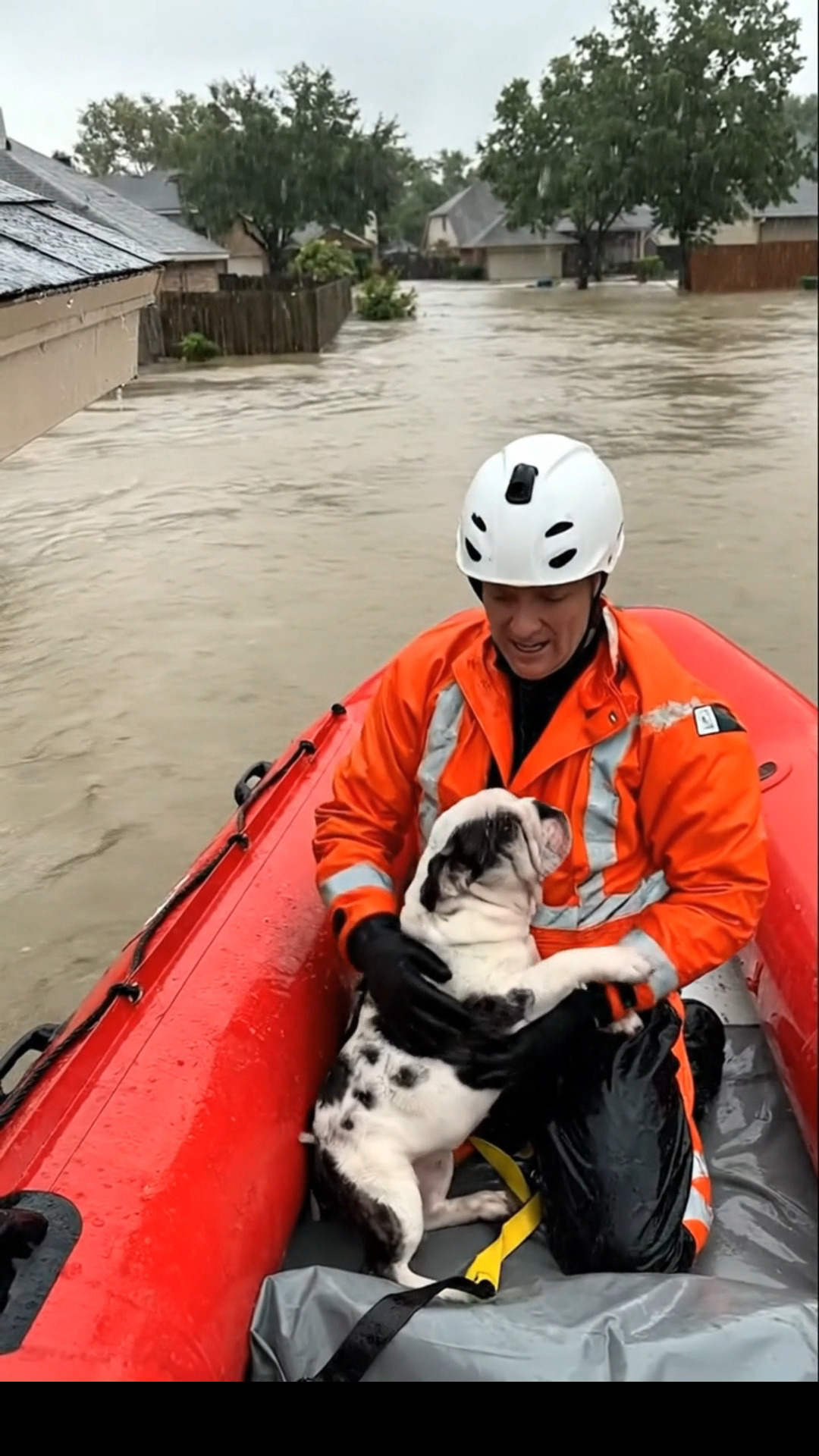 most viral bulldog's puppy rescue at chicago #dog #doglover #pets # ...