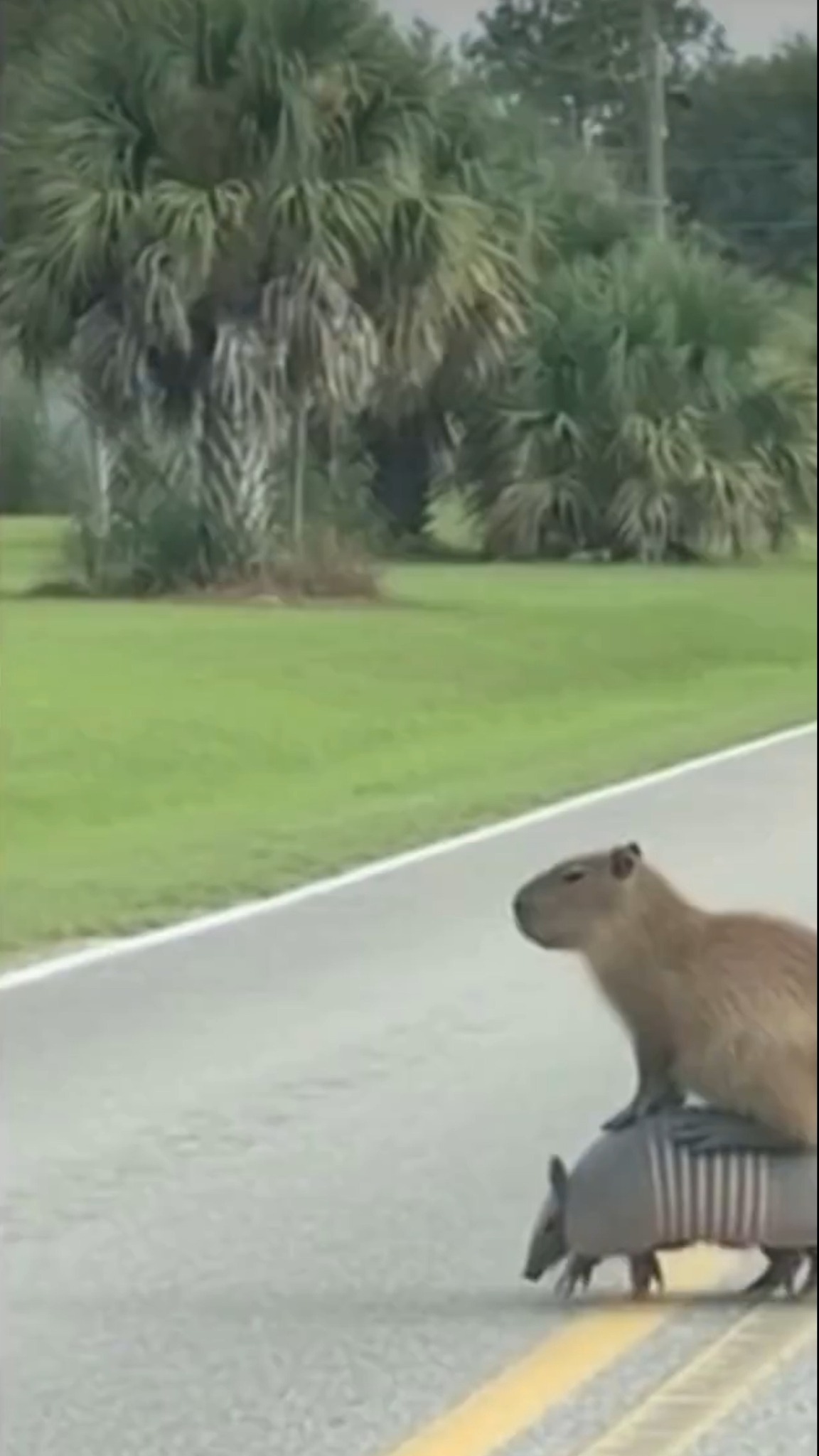 A Florida driver captured a bizarre moment on camera when an armadillo ...