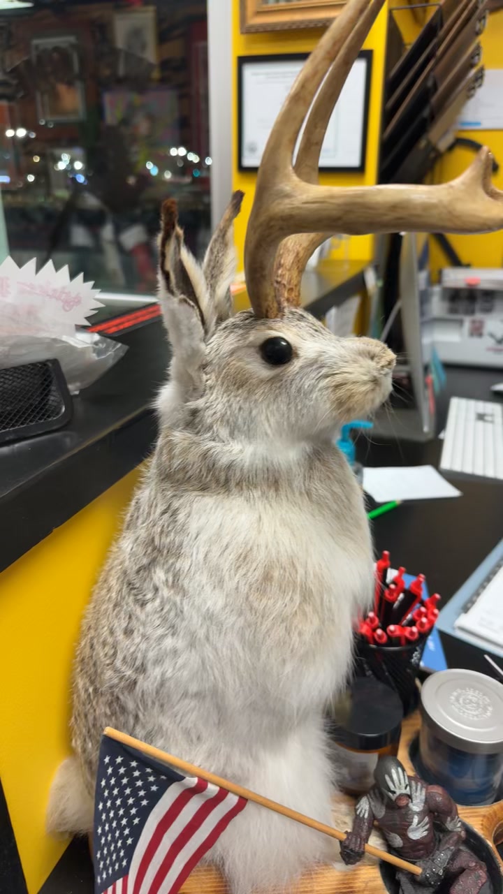 when does the season for these rabbits open? #deer #amish #amishdude # ...
