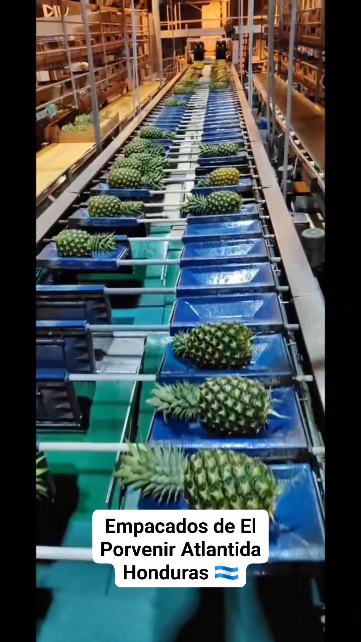 Empacadora de Piña 🍍 de El Porvenir Atlantida Honduras 🇭🇳 | El Pino TV ...