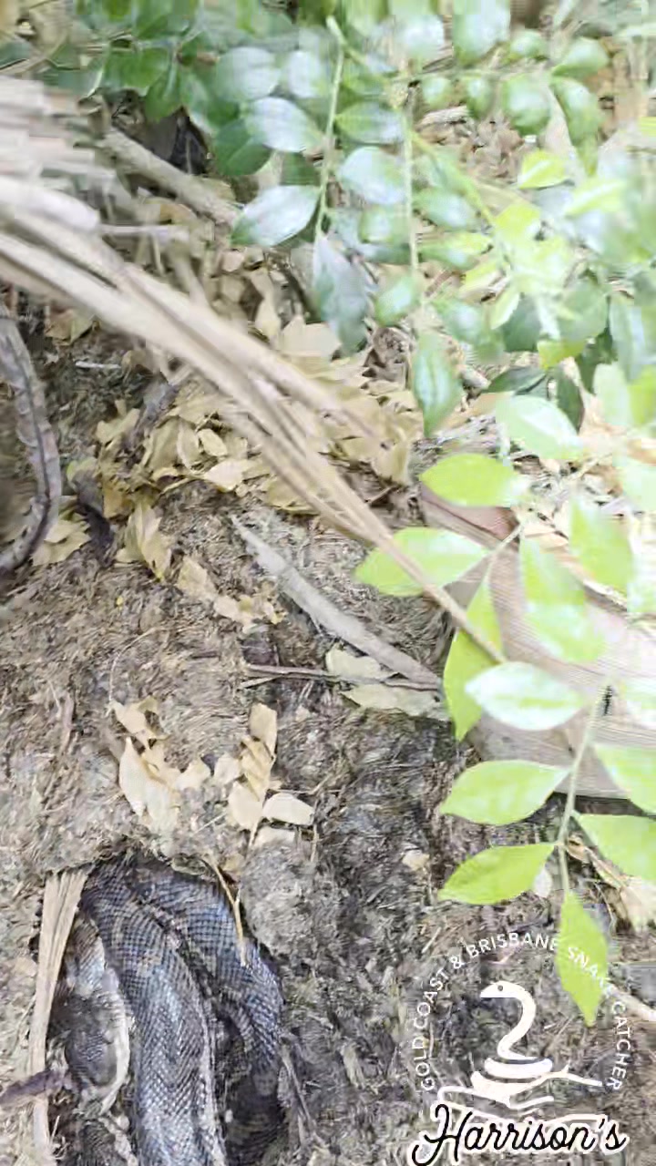 Something you don't get to see every day. A mummy python and her babies ...