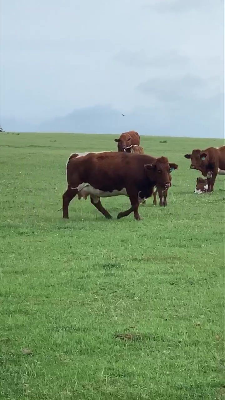 NoName Ranch Beef - Home