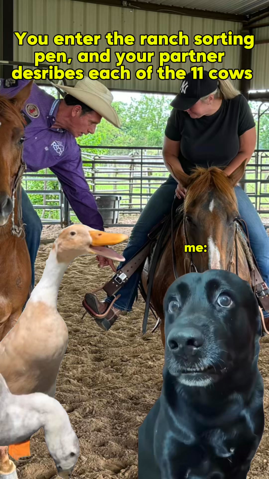 You k ow the type. You enter into the ranch sorting pen, and there they ...