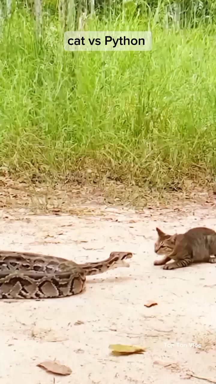 Cat vs Python #snake #CAT #fblifestyle #safetyfirst # ...