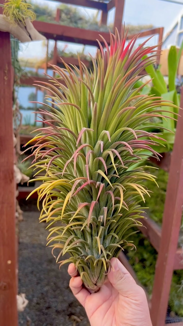 Tillandsia concolor Red Prince: The normal Tillandsia concolor has