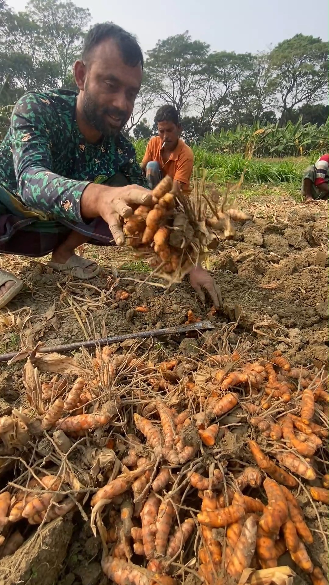 Turmeric! Harvesting & Powder Making Complete Process | FoodStuff ...
