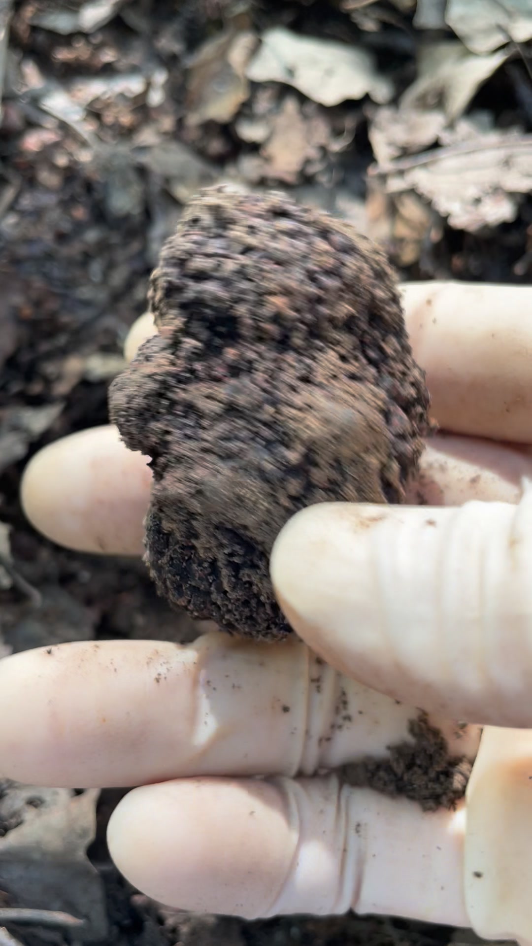 Have a nice weekend #Blacktruffle #truffle | Yang Yang | Facebook