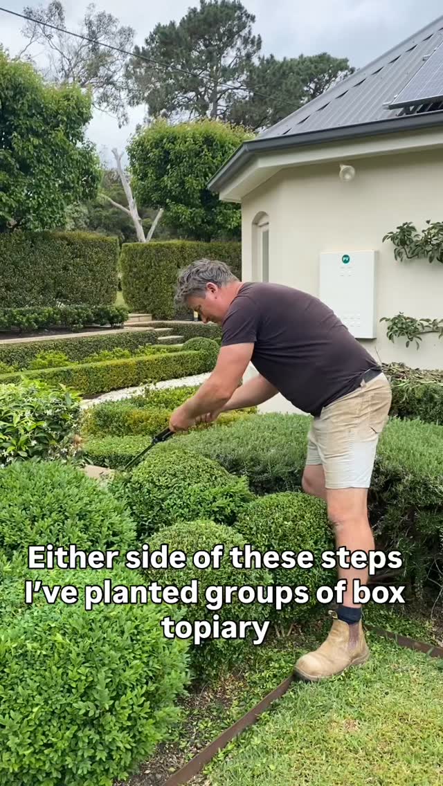 FEATURE TOPIARY BOX - Here I’ve used groups of different sized topiary ...