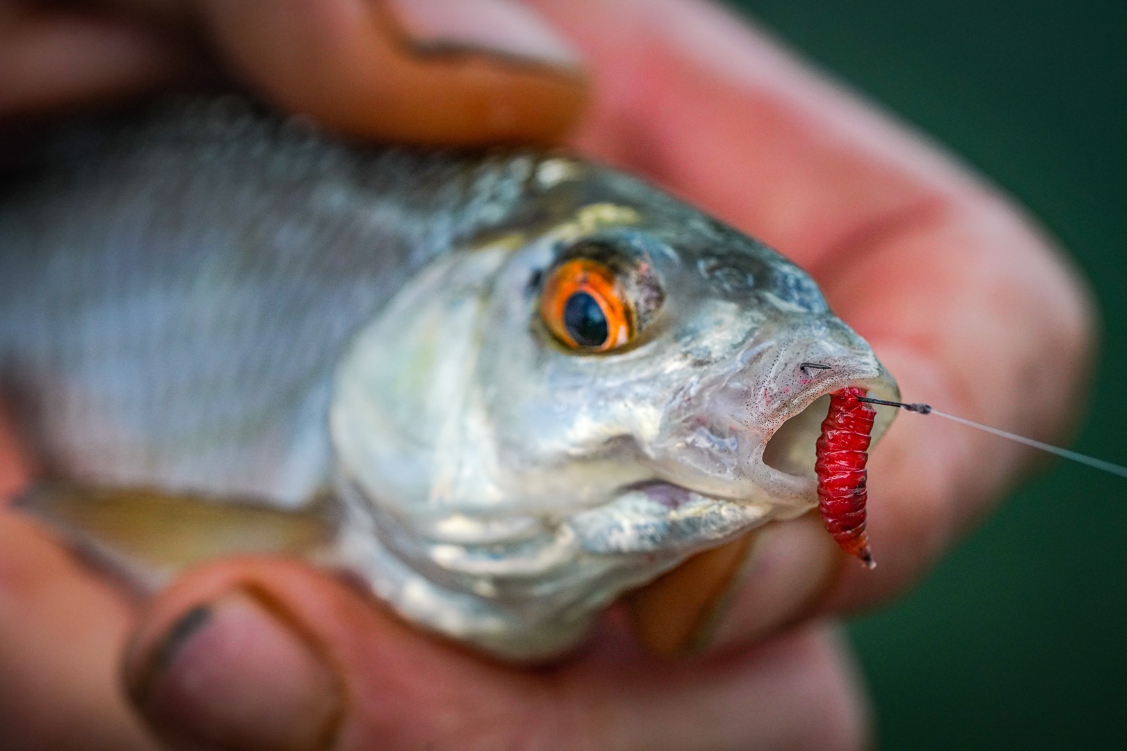 Tackle Guru Pole Special Barbed Hooks: 10 - Exeter Angling