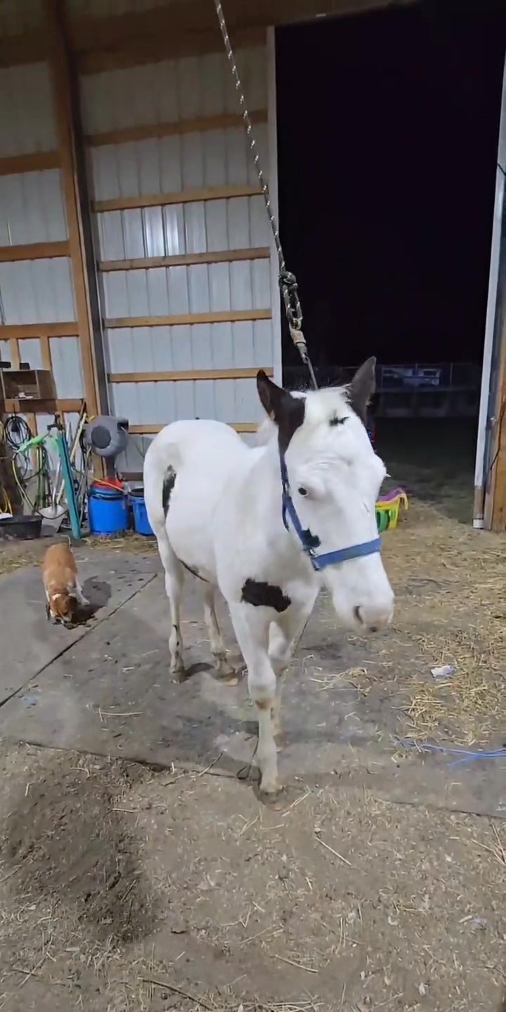 Ridin' In Faith Ranch on Reels | Facebook