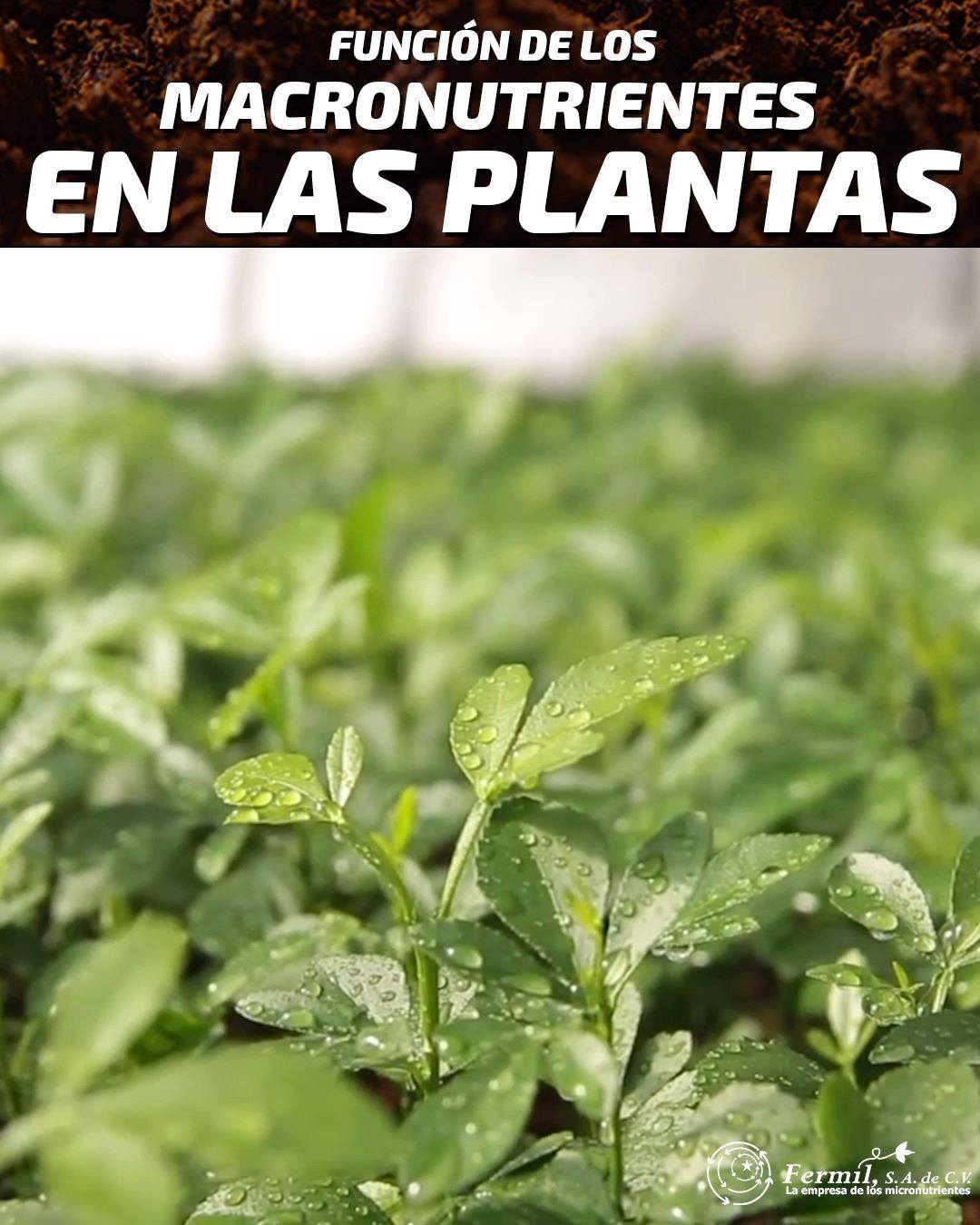 ¿Conoces la función de los... - Fermil Fertilizantes