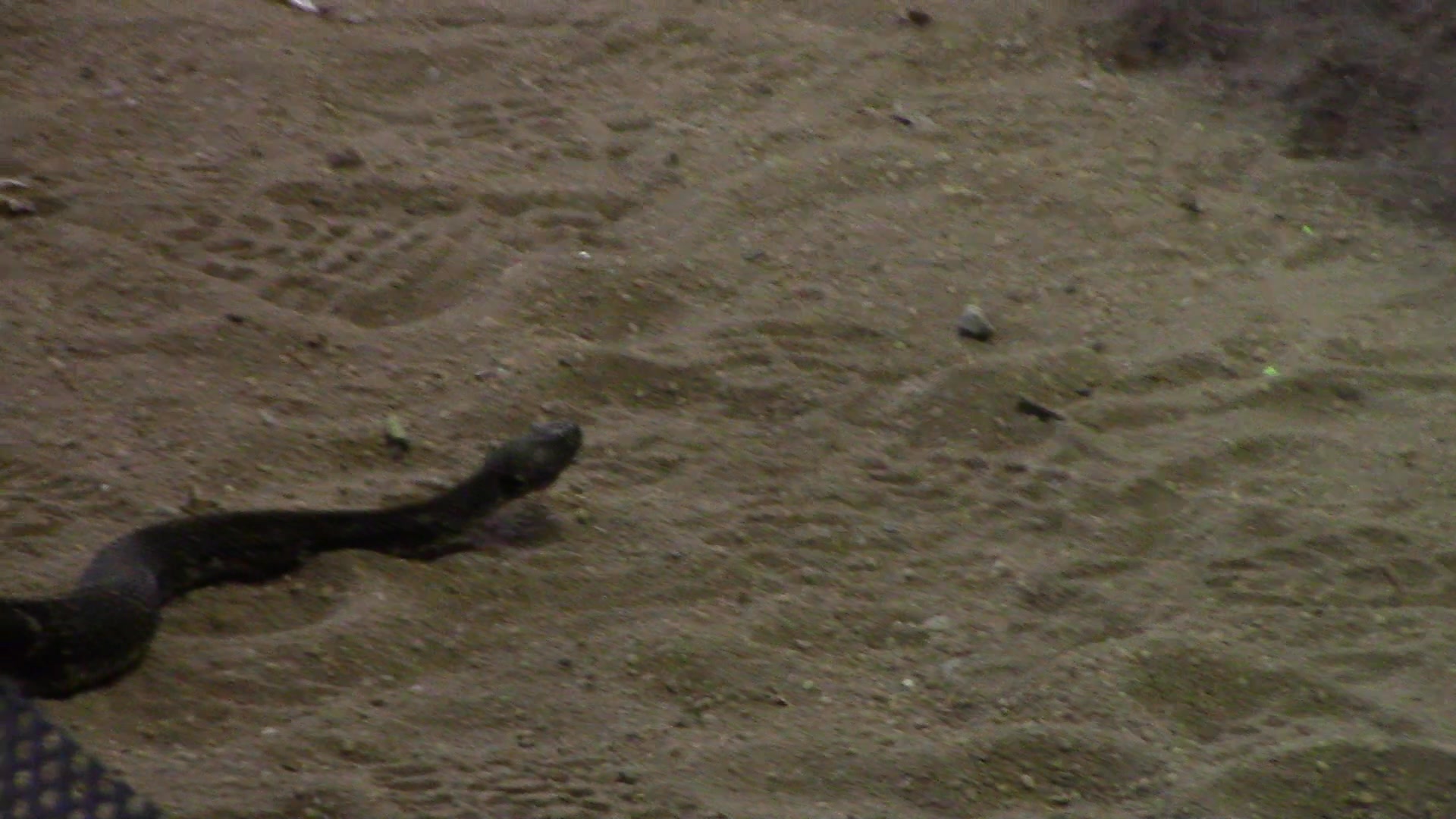 We attended the Rattlesnake Roundup. This one is a beautiful black ...