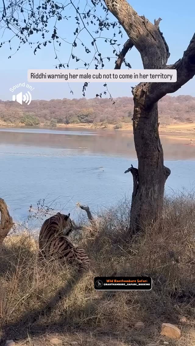 Riddhi Tigress Warning Her Male Cub | Ranthambore National Park A rare ...
