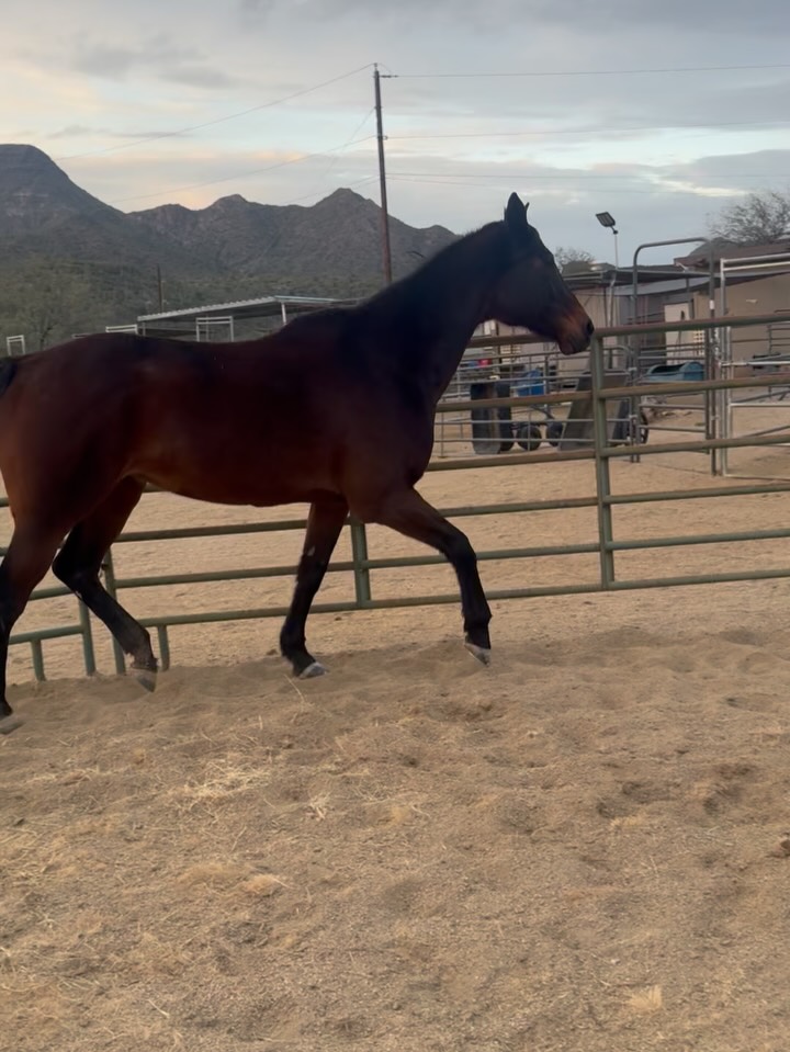 Triple R Horse Rescue added a new... - Triple R Horse Rescue