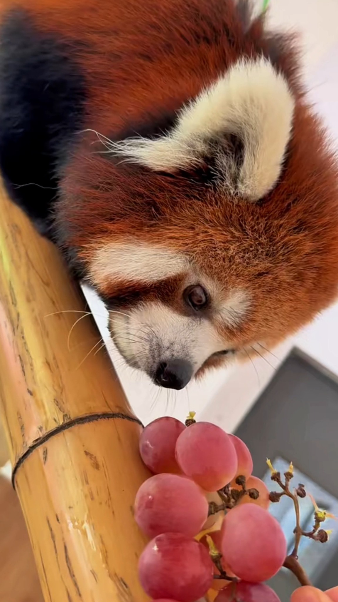 Cutest ninja in the trees 🍃🦊 #RedPanda #NatureMagic #WildLife ...