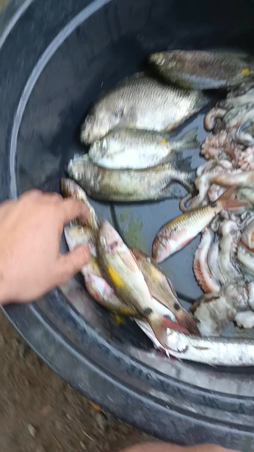 GOOD MORNING PO MGA BOSS AVAILABLE 5KILOS OCTOPUS 300 PER KILO SAMARAL ...