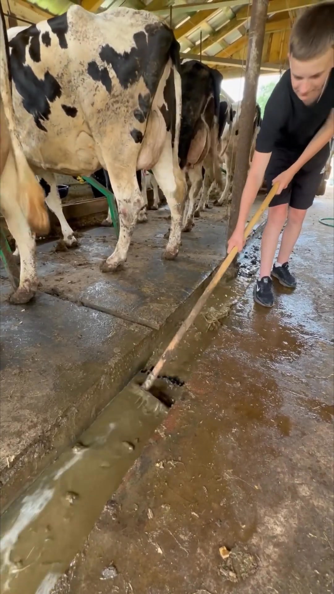 technology of cleaning after cows _cows _farm _cowvideos | Eleveur ...