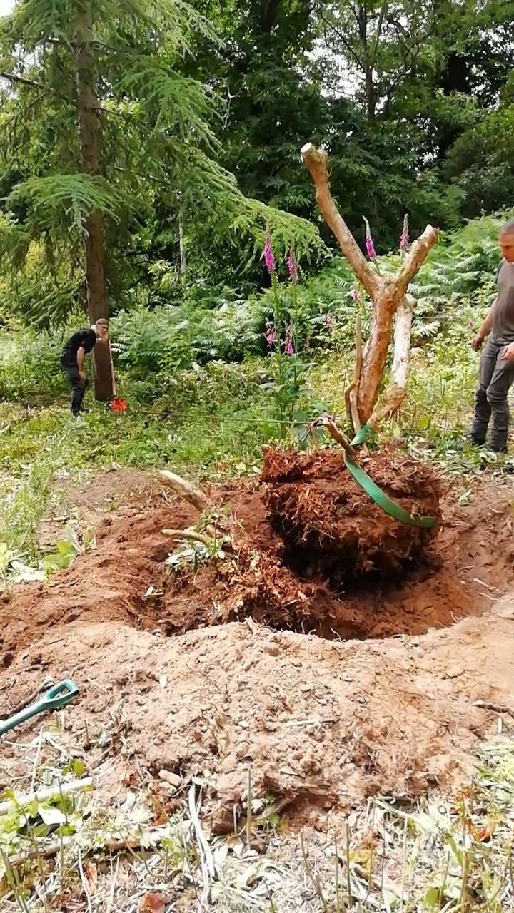 A cinch with a winch | Great fun yesterday tearing rhododendron roots ...