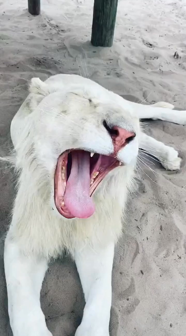 Timba yawns & chin scratches #NOTpets #lion #lions #whitelion #love # ...
