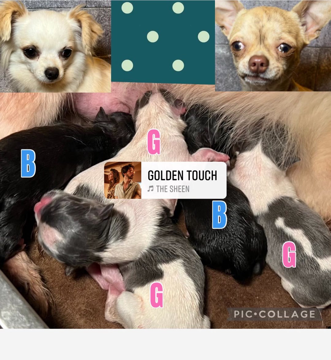 Chi-chihuahuas | Lakewood WA