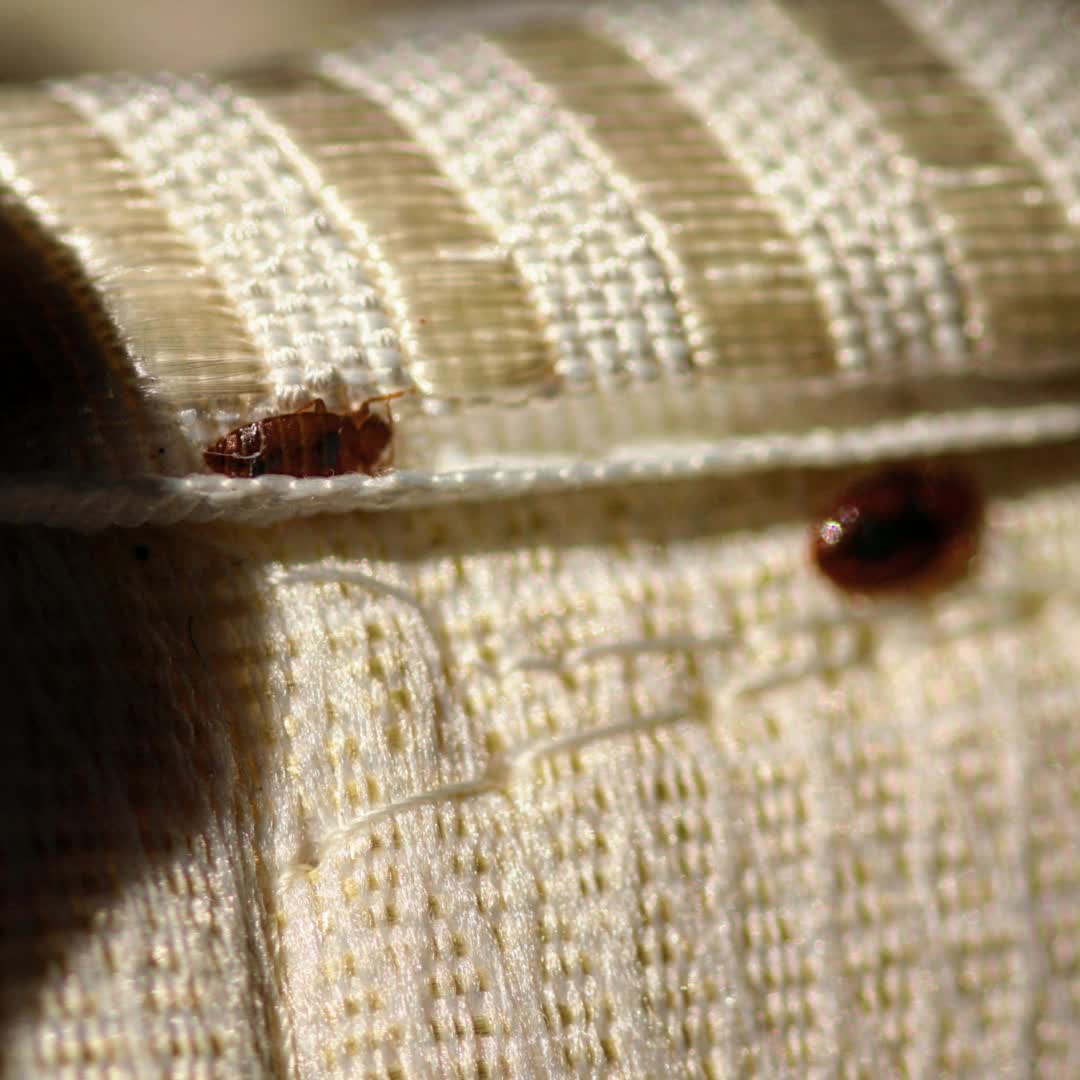 INO Pest Solutions Corporation | Cainta