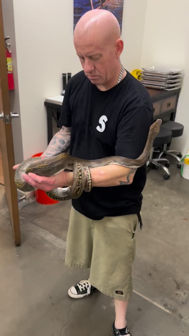 Pied Retic up for grabs 🤍 #snakecountry #pied #piedretic # ...