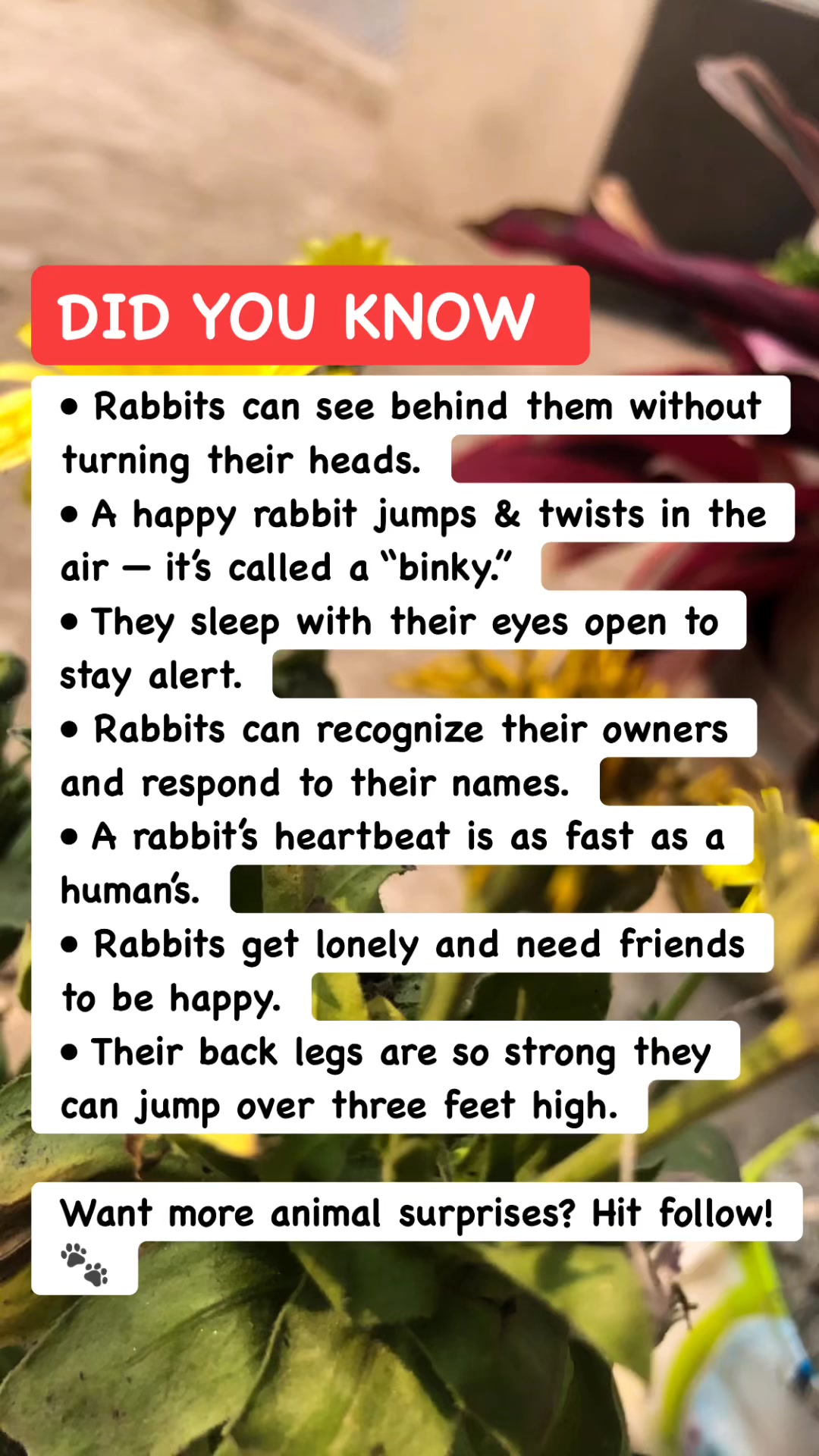 🐇 Rabbit Facts You Won’t Believe #AnimalFacts #CuteAnimals #LearnDaily ...