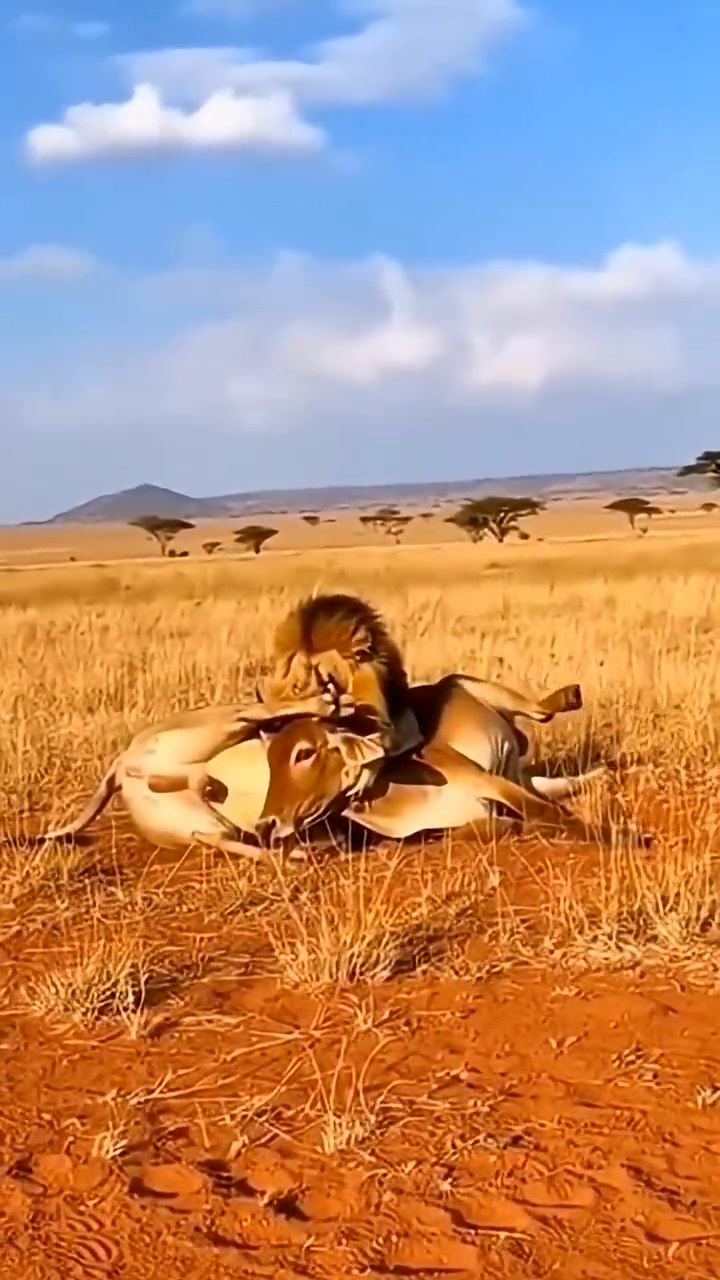 The Takedown: Lion Hunts Cow In the harsh open plains, a lone cow finds ...
