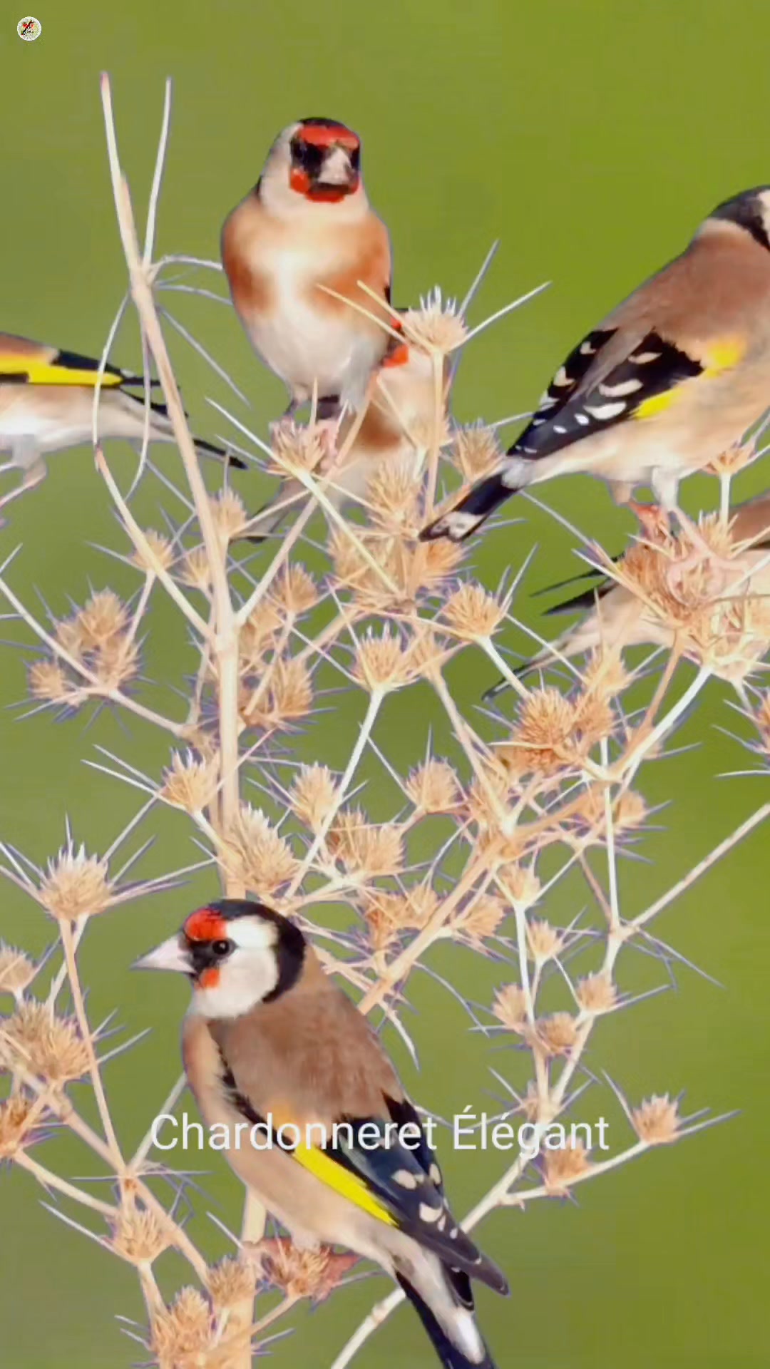 Catching the migratory goldfinch with nets #birdlife #birthday #birds # ...