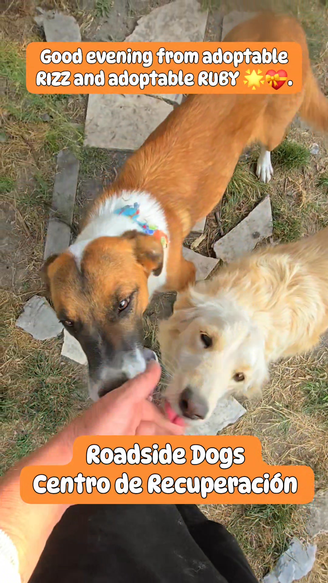 Adoptables RIZZ and RUBY wish you a good evening🤗🧸🐾🐾 . Our last trip ...