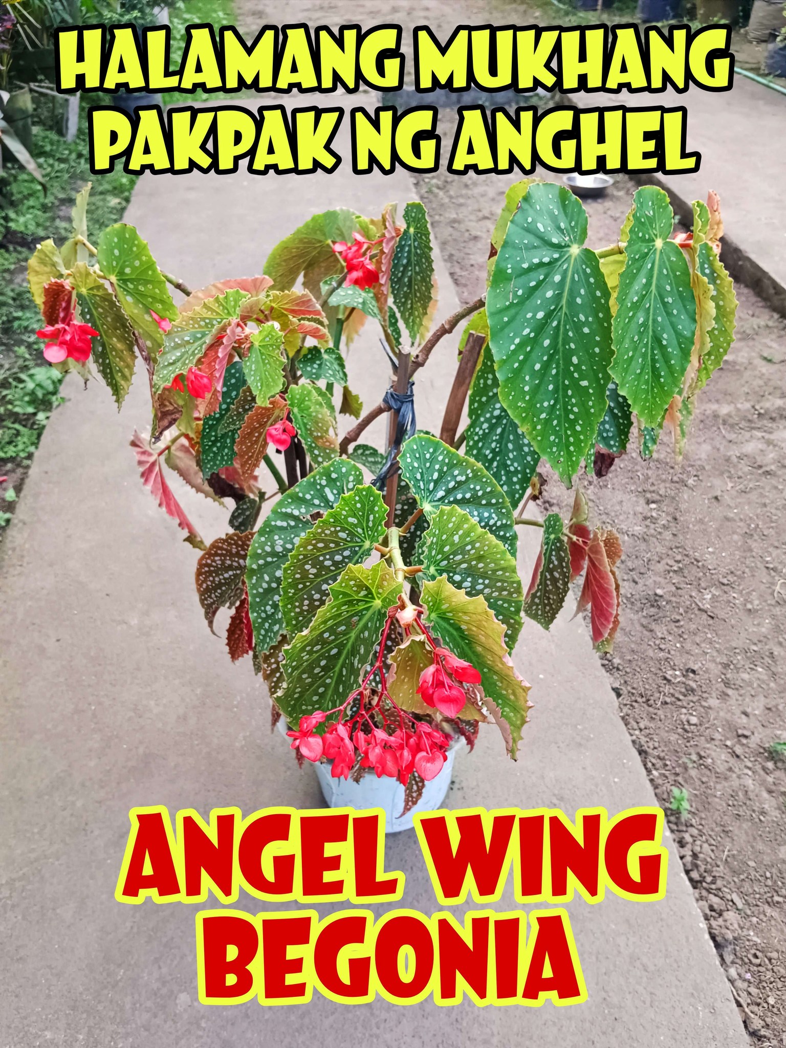 Angel wing begonia bilang air-purifying plant 🍃 Tumutulong mag-filter ...