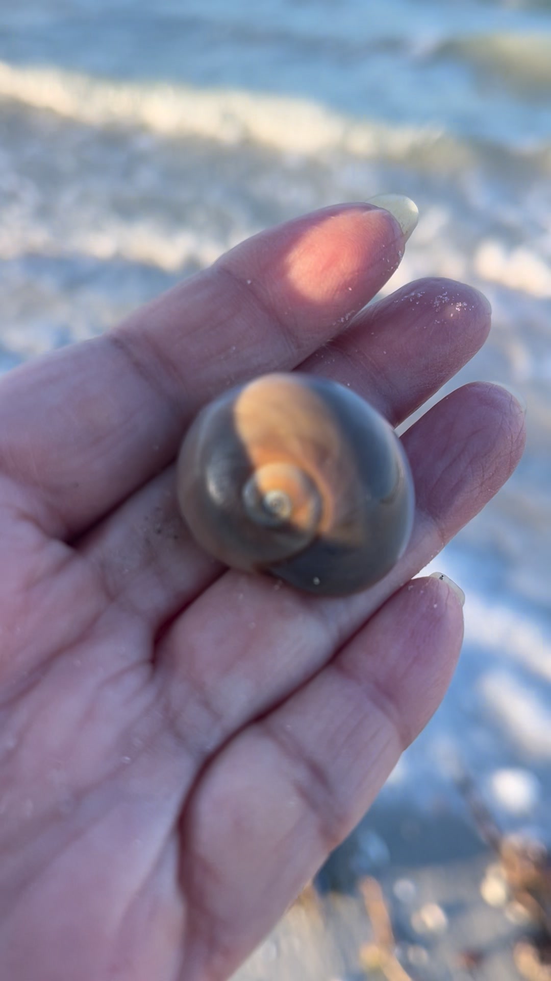 What is the name of this shell found on North Myrtle Beach, SC?