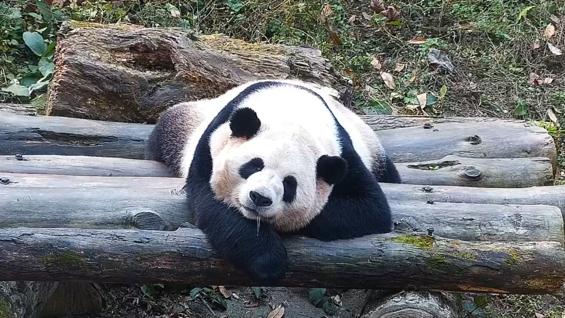 Has Mu Ye been indulging in way too many bamboo buffets these days? It ...