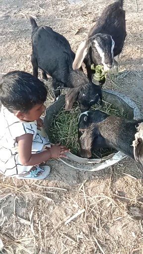 Goats Enjoying Grass in the Afternoon | Mita's Cozy Nest | Facebook