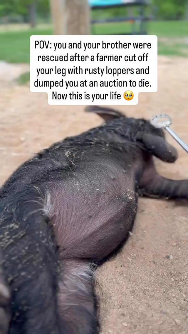 We rescued the most abused, most neglected and disabled farmed animals ...