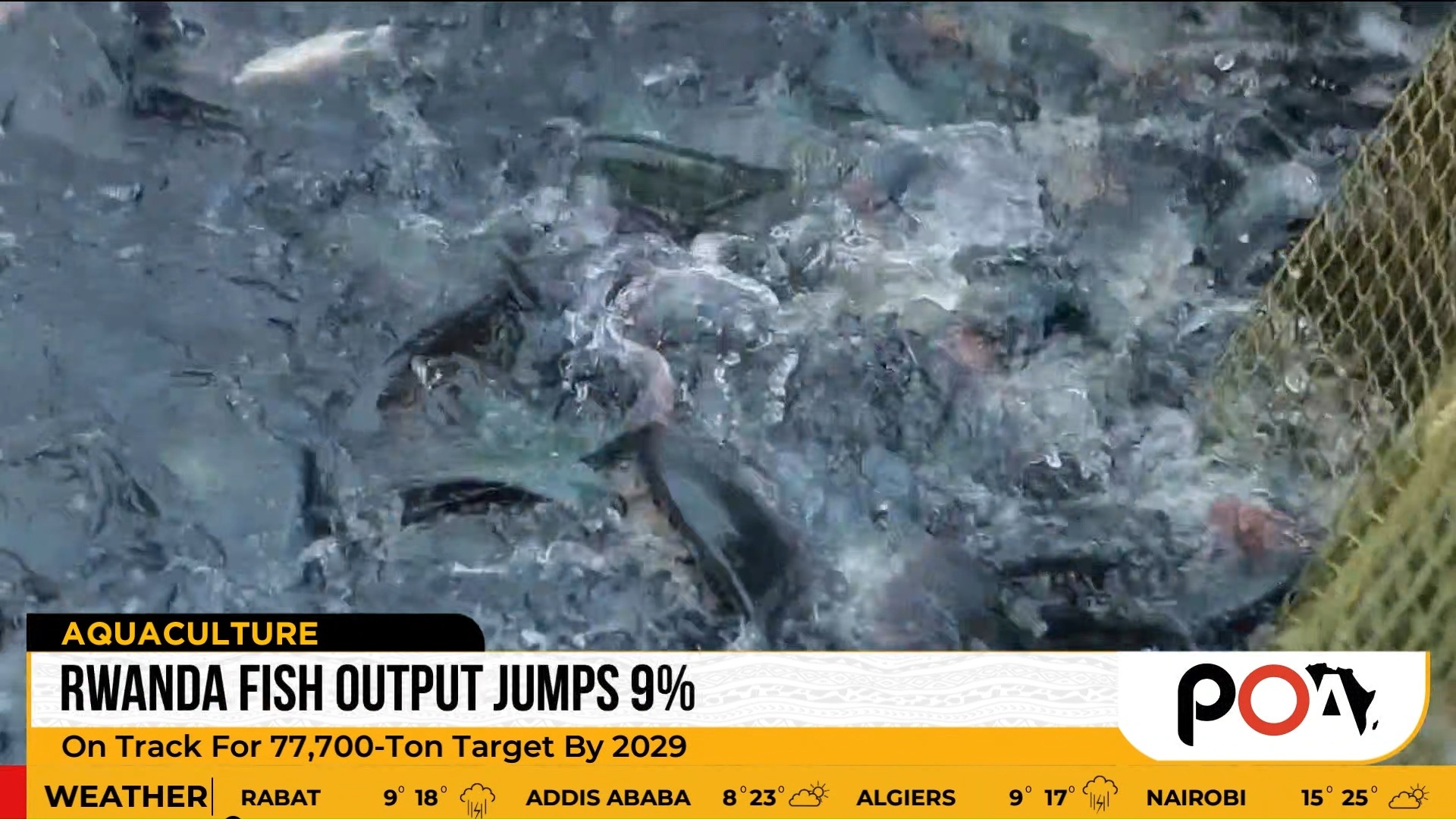 Rwanda Fish Production Up 9% in 2025, Fifth Consecutive Annual Increase ...