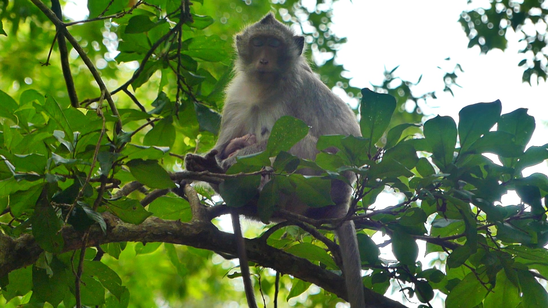 Mum please check your baby, they are playing to much, | Monkeys shorts ...