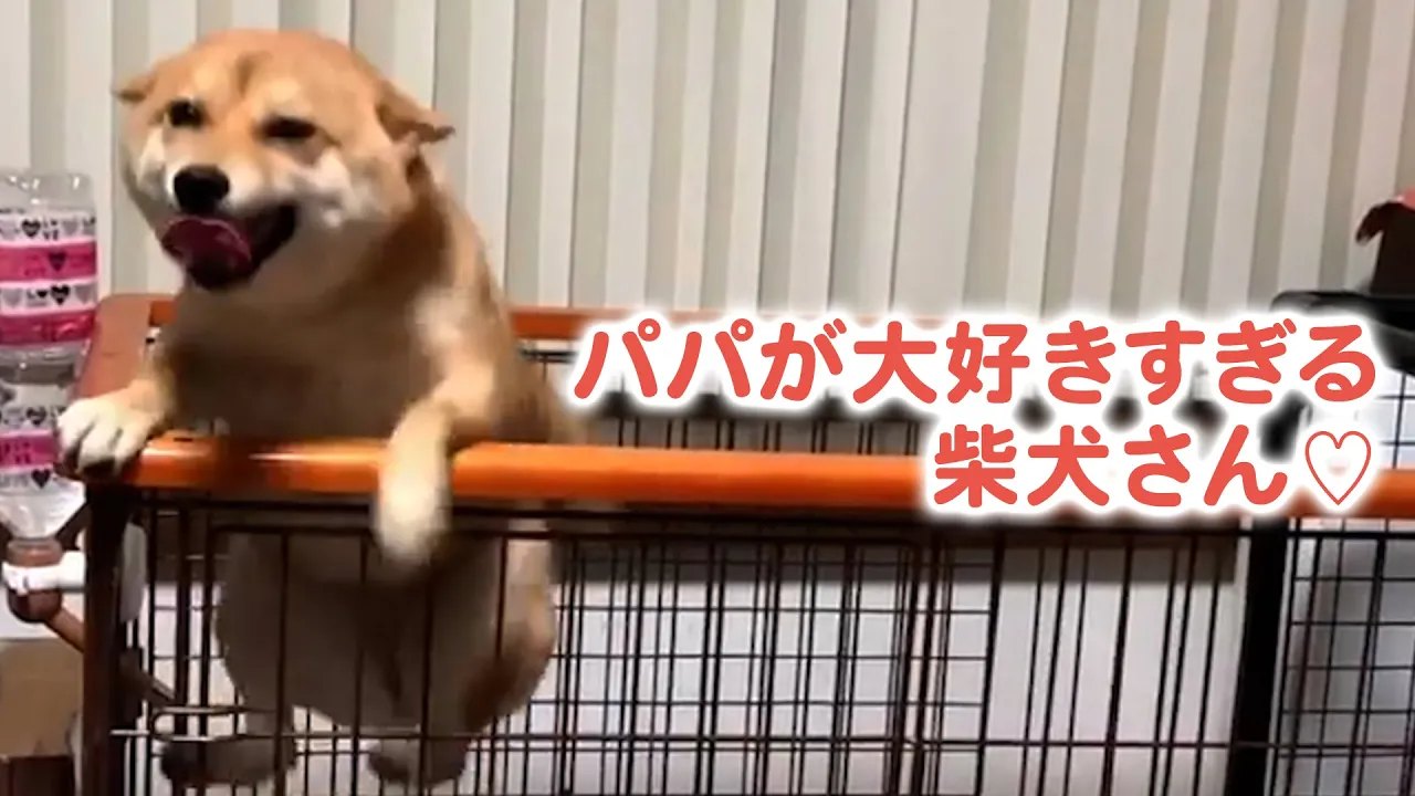今回ご紹介するのは、 可愛らしい柴犬の、マメちゃん！ マメちゃんは 