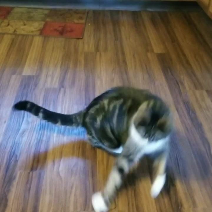 SCREW TWIST TIES!! 😾😾 | By Catsifier