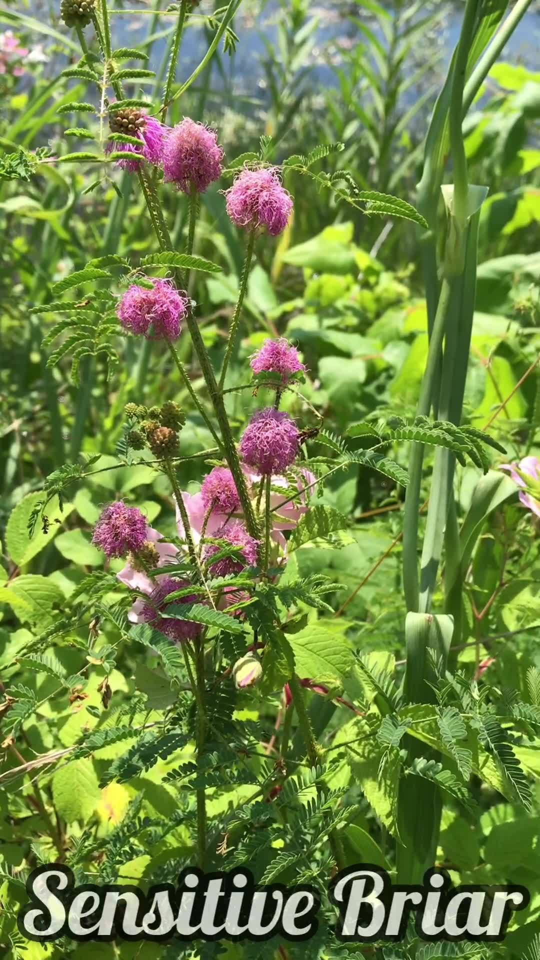 This trailing semi-wooded vine known as Sensitive Briar (Mimosa ...