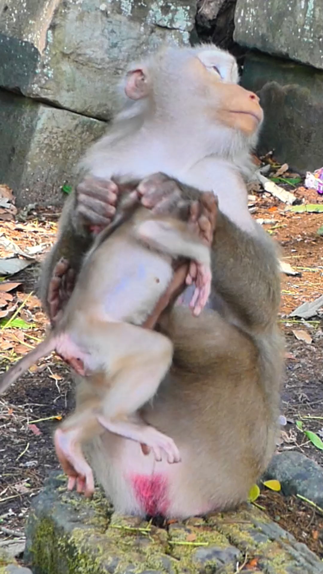 Real abuse Lily can't move #reelfb #fbreel #wildlife #monkey #video # ...