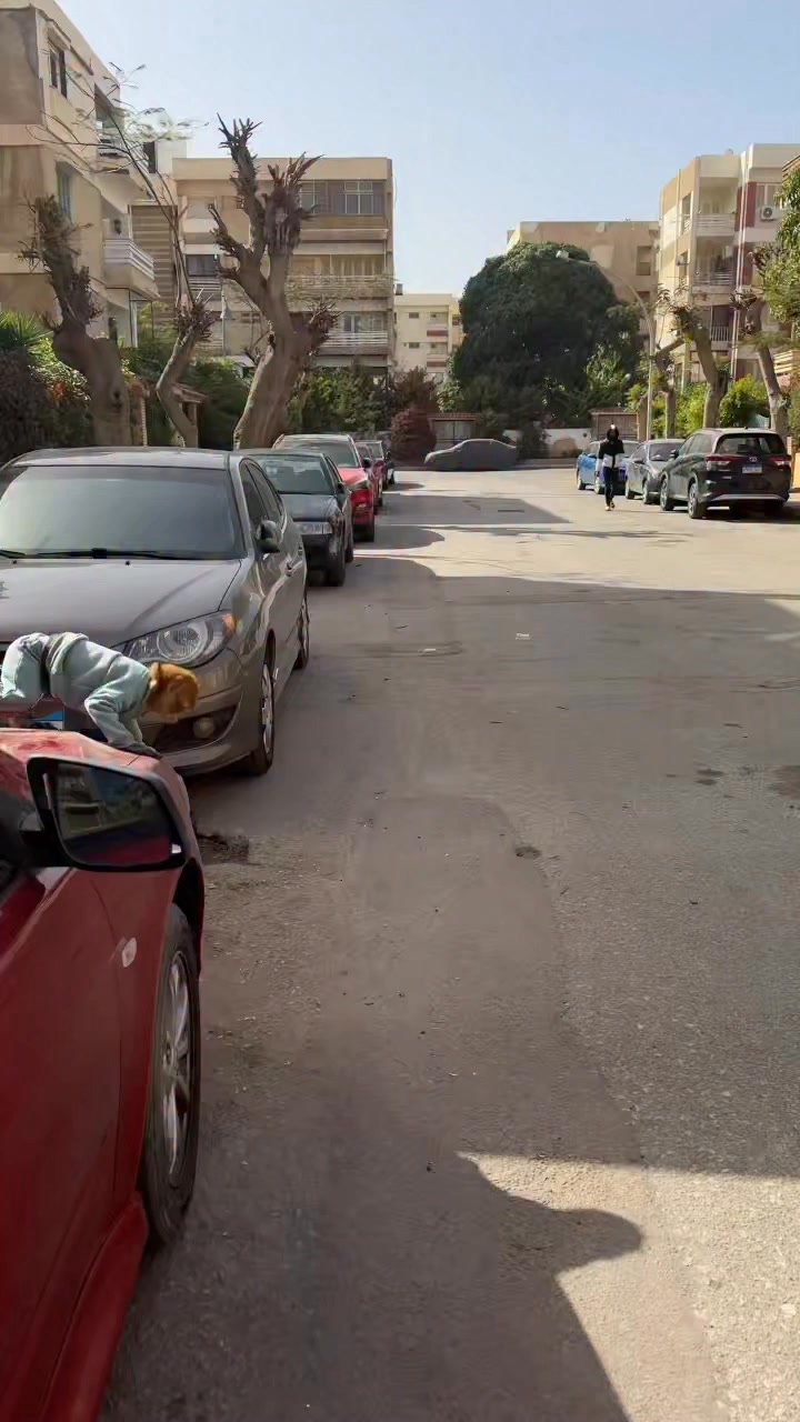 بداره خفت كانت بتخاف من الحيوانات والبشر ثقتها رجعت ليها ️🥰 #حيوانات ...