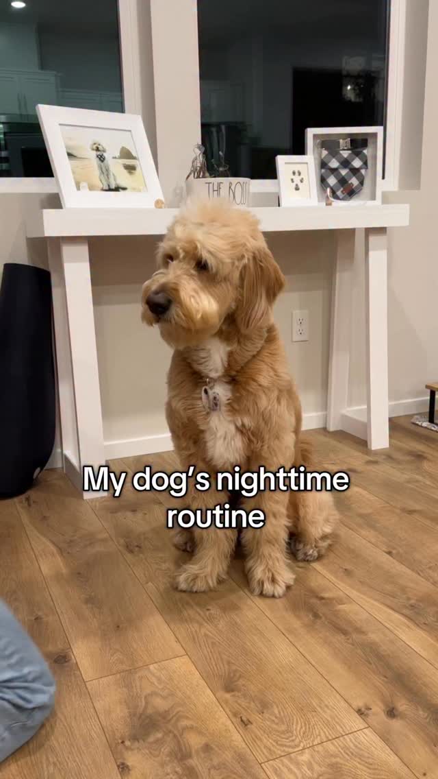My dog’s bedtime routine 🐾 #doglife #goldendoodle #cutedog # ...