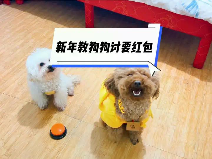 新年教狗狗向客人讨要红包#新的一年汪汪汪 #被我的小狗治愈了 #逗你一笑😅😅😅烦恼忘掉 #狗子成精了 #创作灵感 | 日常撸狗，皮皮 ...