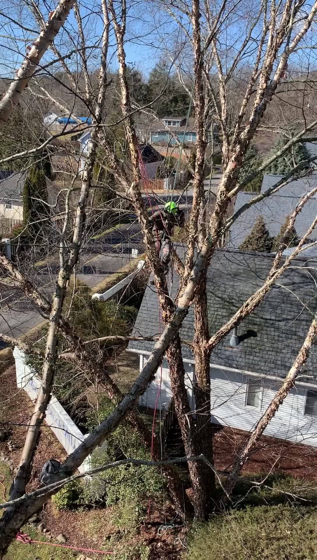 Asheville Tree Ninja LLC - Home