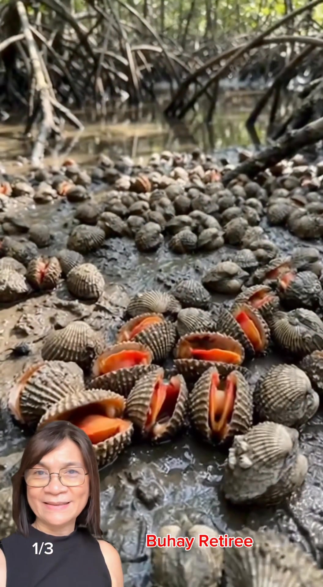 Found a perfect seashells to harvest #seashells #seafoodlovers # ...