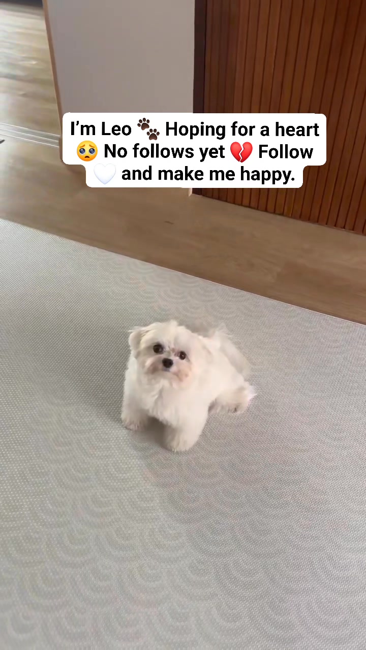 I’m Leo 🐾 Hoping for a heart 🥺 No follows yet 💔 Follow 🤍 and make me ...