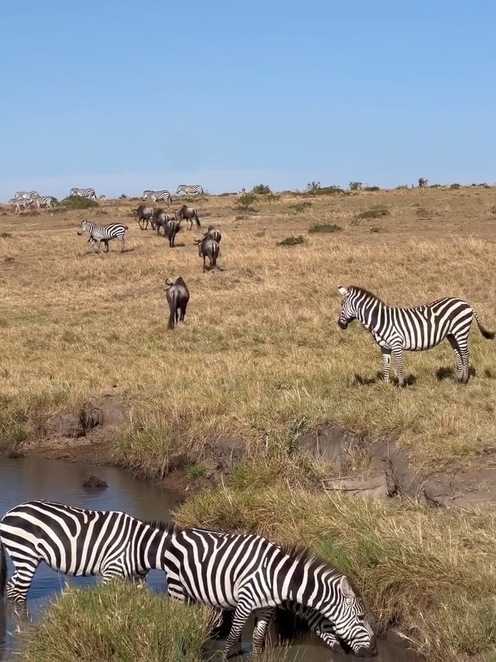 Zebras and wildebeests often move together because it improves survival ...